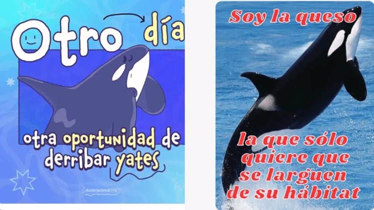 Diario del Yaqui - Estos son los mejores memes de la orca Gladis y “su ...