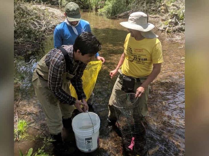 Bagre yaqui: Buscan la recuperación de la especie endémica de Sonora Bagre yaqui: Buscan la recuperación de la especie endémica de Sonora