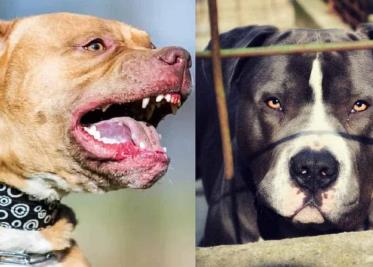 Perros pitbull atacan y le quitan la vida a niño de 4 años Perros pitbull atacan y le quitan la vida a niño de 4 años