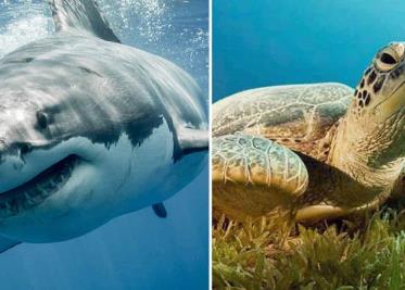 Tiburón ayuda a tortuga herida a que llegue a un bote para que la auxilien Tiburón ayuda a tortuga herida a que llegue a un bote para que la auxilien