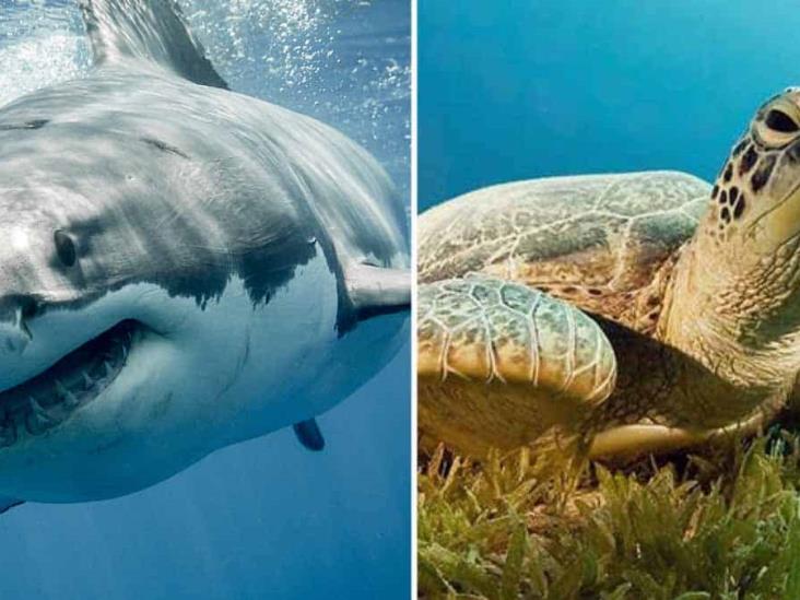 Tiburón ayuda a tortuga herida a que llegue a un bote para que la auxilien Tiburón ayuda a tortuga herida a que llegue a un bote para que la auxilien