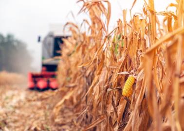Cultivo de trigo del Valle del Yaqui presenta buenos rendimientos en Sonora