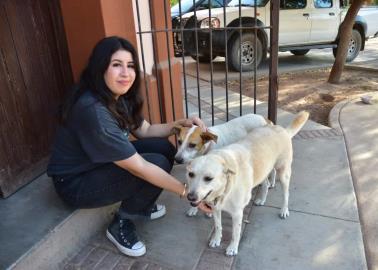 Chuchos de Cócorit. Jóvenes crean calcomanías de perros rescatados para fomentar el apoyo de la comunidad