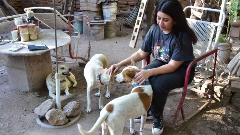 Chuchos de Cócorit. Jóvenes crean calcomanías de perros rescatados para fomentar el apoyo de la comunidad