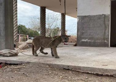VIDEO | Localizan a cachorro de puma en construcción en Sinaloa VIDEO | Localizan a cachorro de puma en construcción en Sinaloa