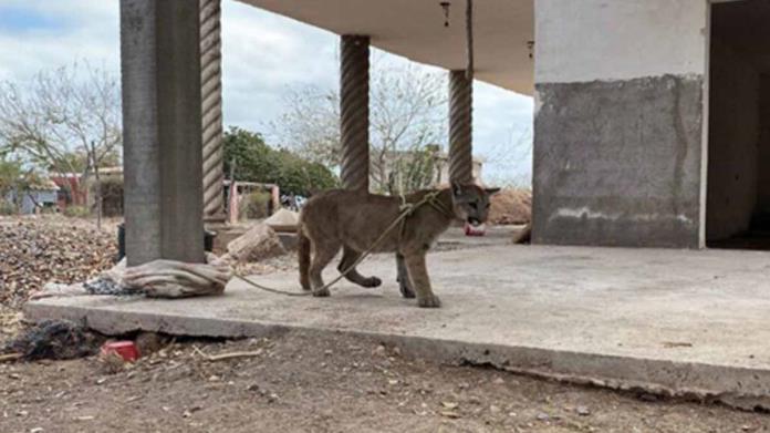 VIDEO | Localizan a cachorro de puma en construcción en Sinaloa VIDEO | Localizan a cachorro de puma en construcción en Sinaloa