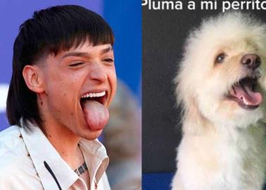 VIDEO | Perrito con corte de Peso Pluma se viraliza en TikTok VIDEO | Perrito con corte de Peso Pluma se viraliza en TikTok