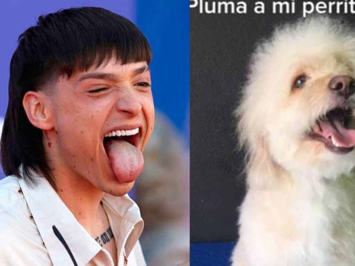 VIDEO | Perrito con corte de Peso Pluma se viraliza en TikTok VIDEO | Perrito con corte de Peso Pluma se viraliza en TikTok