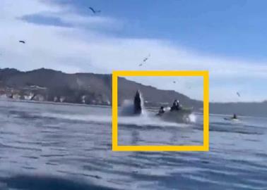 VIDEO | Así fue el momento en que una ballena jorobada se traga a 2 turistas en bahía de California