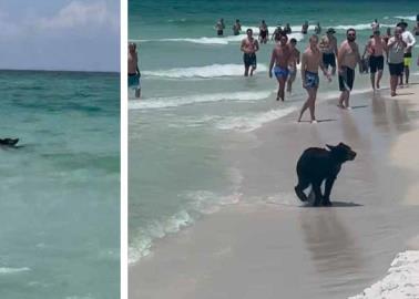 VIDEO | Oso es captado refrescándose en aguas del Golfo de México junto a bañistas