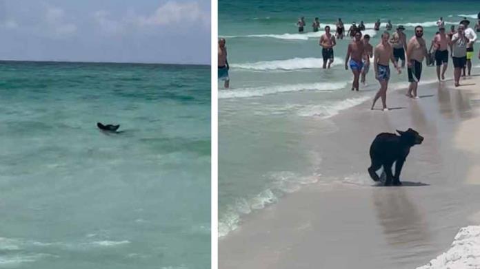 VIDEO | Oso es captado refrescándose en aguas del Golfo de México junto a bañistas VIDEO | Oso es captado refrescándose en aguas del Golfo de México junto a bañistas