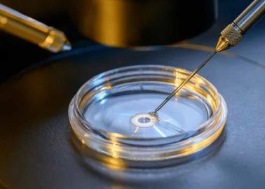 Científicos crean con éxito el primer feto humano sintético