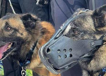 Policía de Hermosillo jubila a cuatro agentes caninos Policía de Hermosillo jubila a cuatro agentes caninos