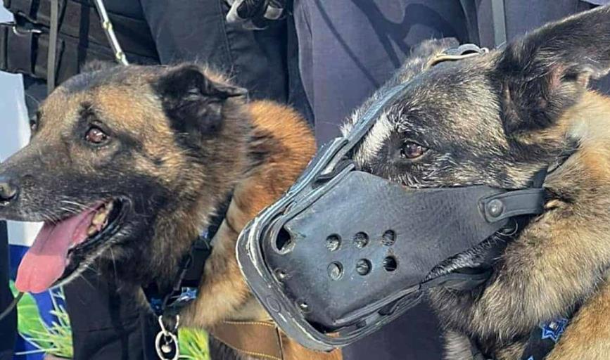 Policía de Hermosillo jubila a cuatro agentes caninos