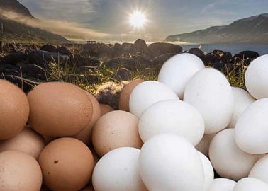 ¿Ola de calor podría afectar el precio del huevo y del pollo? Esto dice líder avícola