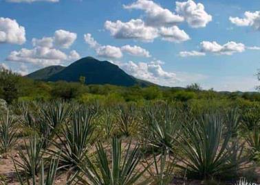 Bacanora. Buscan hacer justicia y fomentar el desarrollo de la bebida que fue prohibida durante 75 años en Sonora