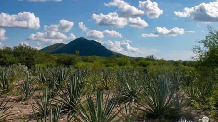 Bacanora. Buscan hacer justicia y fomentar el desarrollo de la bebida que fue prohibida durante 75 años en Sonora Bacanora. Buscan hacer justicia y fomentar el desarrollo de la bebida que fue prohibida durante 75 años en Sonora