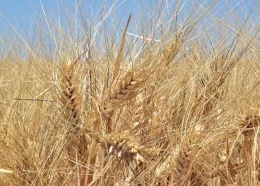 ¿Beneficia a productores mexicanos el reciente aumento de precio de la tonelada de trigo en la Bolsa de Chicago?