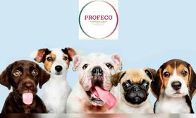 Profeco te dice cuál es la marca de croquetas más saludable y económica para tu perro Profeco te dice cuál es la marca de croquetas más saludable y económica para tu perro
