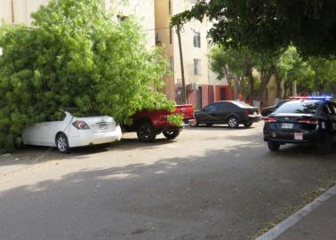 Fuertes vientos derriban árbol y cae sobre dos carros en Ciudad Obregón