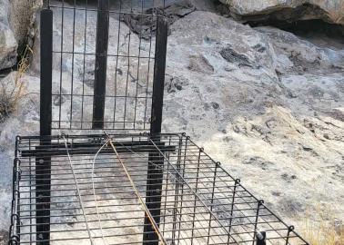 En Hermosillo, colocan trampas para capturar a puma en la ciudad 