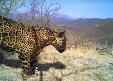 Captan a jaguar en Álamos, Sonora; bajó de la sierra por agua