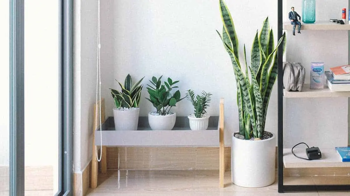 7 plantas que absorben el calor y que deberías de tener en casa para mantenerla fresca
