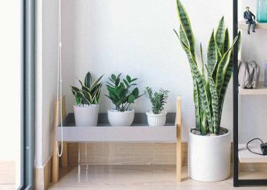 7 plantas que absorben el calor y que deberías de tener en casa para mantenerla fresca