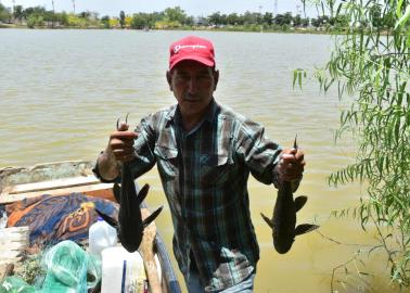 Por daños al ecosistema, sacan hasta 100 ejemplares de Pez Diablo de la Laguna del Náinari en Cajeme