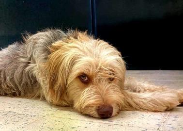 El Greñas tras las vacaciones, cuida el "Cobachito" en Cajeme