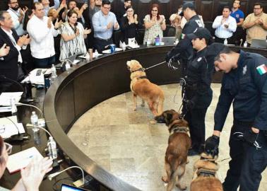 Agentes caninos retirados tendrán un hogar y cuidados necesarios en Sonora
