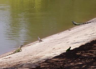 Laguna del Náinari. Estudio revela la presencia de grandes cantidades de plomo