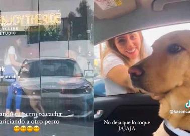 VIDEO | El perro tóxico no exist... Firulais cacha a su dueña acariciando a otro can y su reacción se viraliza