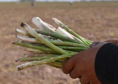 Sonora es el principal productor de espárrago en México: Sagarhpa