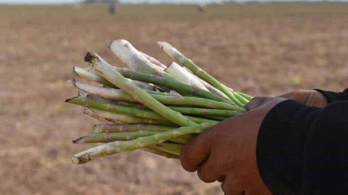 Sonora es el principal productor de espárrago en México: Sagarhpa