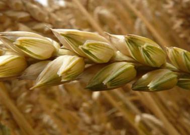 Agricultura orgánica. Mejoran rendimientos de producción de granos en el Valle del Yaqui