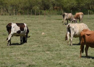 Lluvias dan respiro a ganaderos del sur