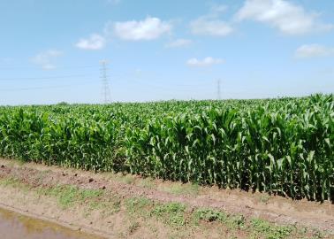 Lluvias retrasan las cosechas de maíz y de cártamo en el Valle del Yaqui y Mayo en Sonora