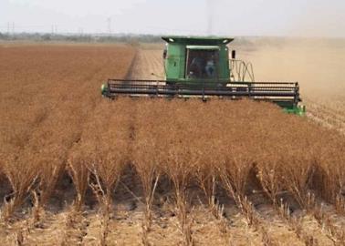 Cártamo supera la producción media por hectárea en el Valle del Yaqui