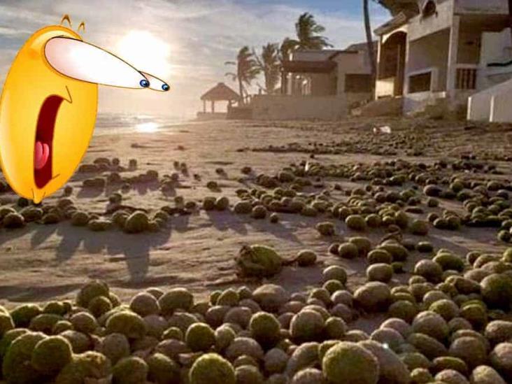 VIDEO | La vez que en Sonora confundieron algas marinas con huevos de aliens VIDEO | La vez que en Sonora confundieron algas marinas con huevos de aliens
