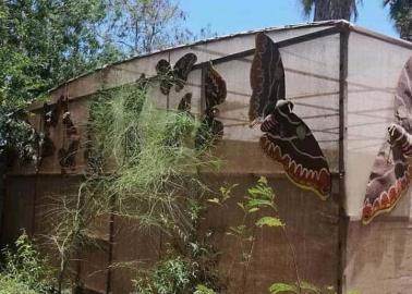 Huatabampo. Abandonan Mariposario de El Júpare; santuario de la especie Cuatro Espejos  