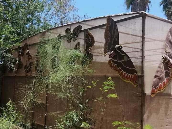 Huatabampo. Abandonan Mariposario de El Júpare; santuario de la especie Cuatro Espejos  