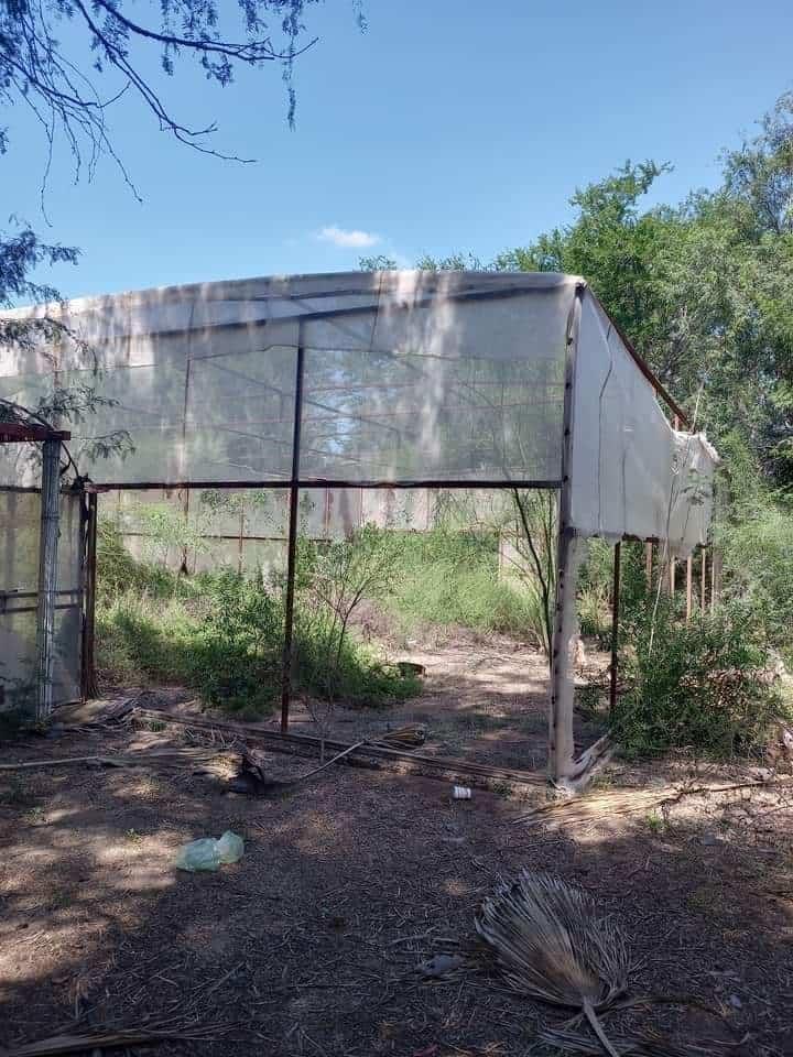 Huatabampo. Abandonan Mariposario de El Júpare; santuario de la especie Cuatro Espejos  