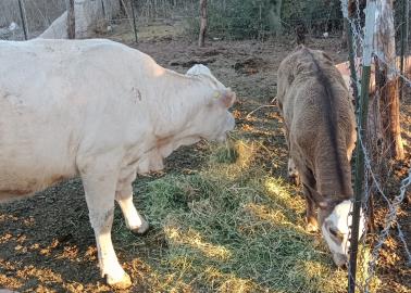 Cajeme. Enseñarán a elaborar quesos y jamoncillos a jóvenes