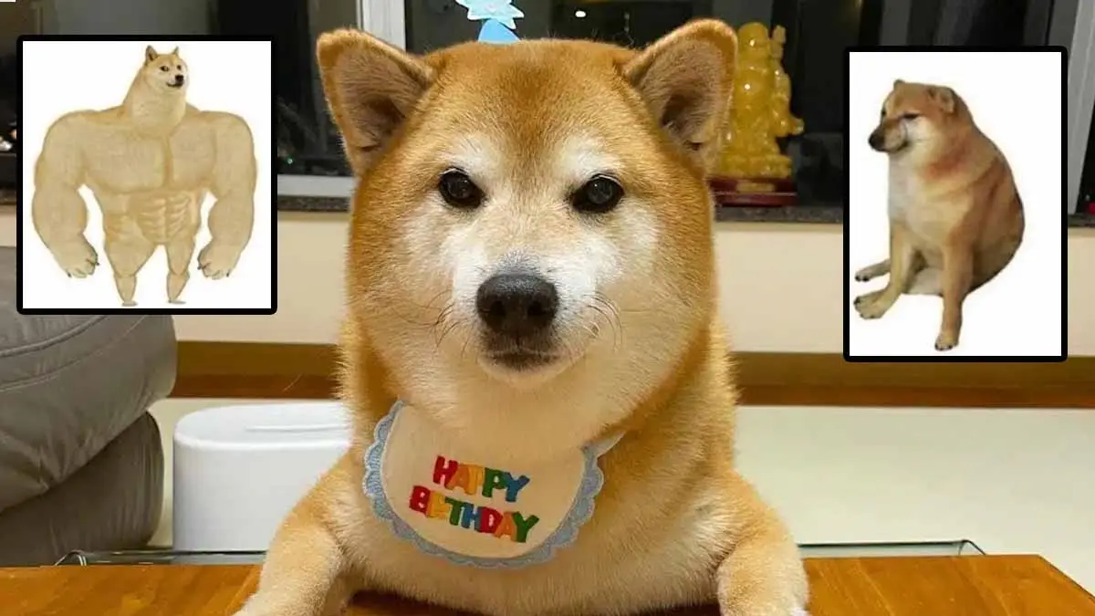 "Cheems", el perrito de los memes, tiene cáncer