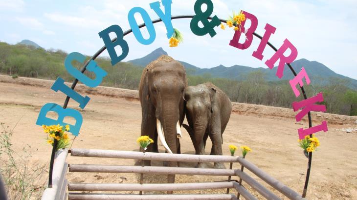VIDEO | Santuario Ostok celebra segundo aniversario con la unión de los elefantes Big Boy y Bireki
