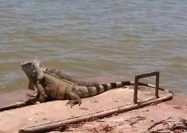 Las iguanas de la Laguna del Náinari se han convertido en los guardianes del lugar