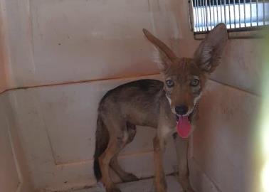 Coyote cachorro es liberado tras ser capturado en zona habitacional en Hermosillo; se piensa que tenía hambre y sed Coyote cachorro es liberado tras ser capturado en zona habitacional en Hermosillo; se piensa que tenía hambre y sed