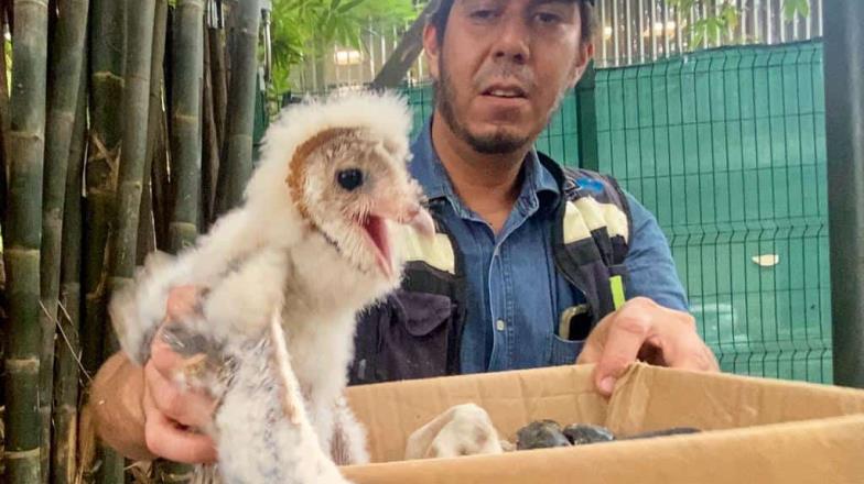 Sinaloa: cría de lechuza es rescatada por ciudadana; lo entrega al Zoológico de Culiacán 