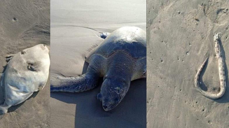 Sonora. Aparecen peces muertos en Huatabampito Sonora. Aparecen peces muertos en Huatabampito